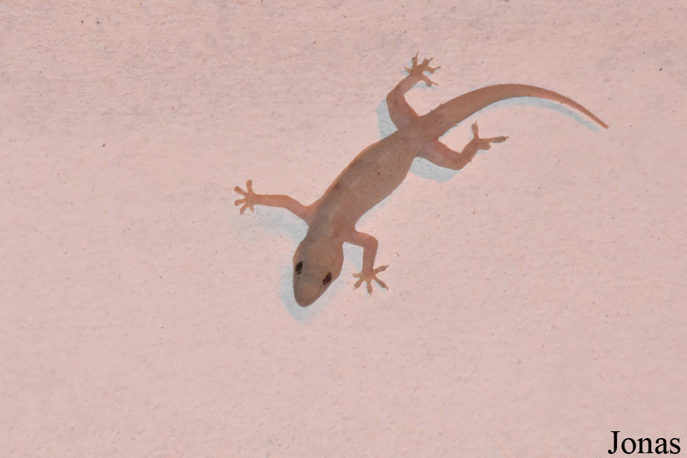 Cayenne