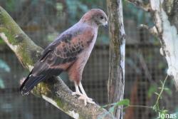 Zoo de Guyane