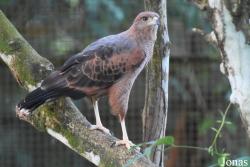 Zoo de Guyane