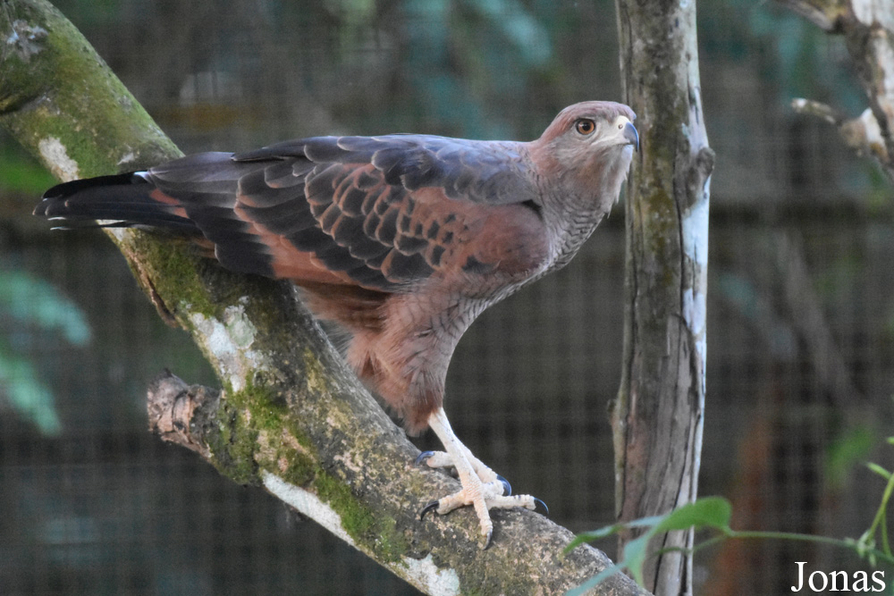 Zoo de Guyane