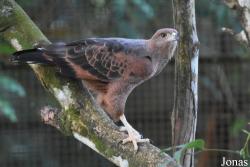 Zoo de Guyane