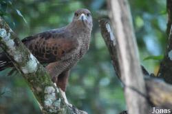 Zoo de Guyane