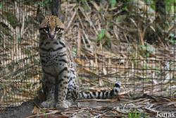 Leopardus pardalis mitis