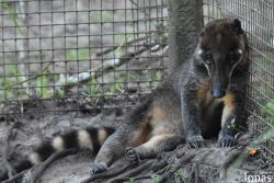 Zoo de Guyane