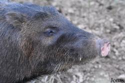 Zoo de Guyane
