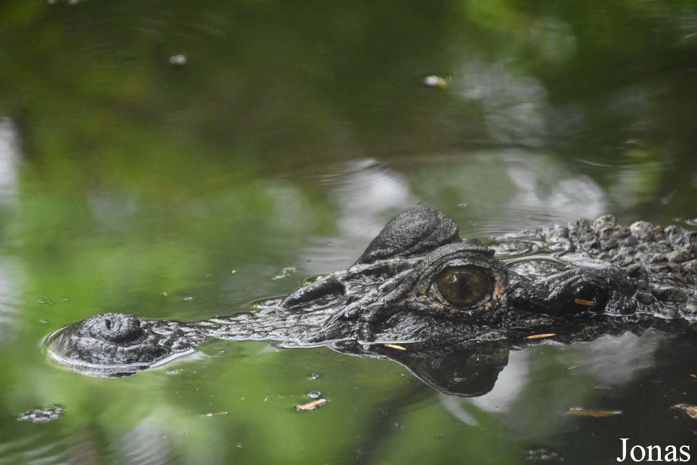 Zoo de Guyane