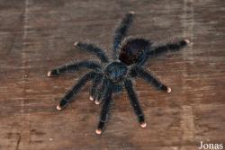 Avicularia avicularia