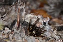 Ephebopus murinus