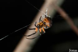 Eriophora fuliginea