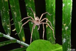 Ancylometes sp.
