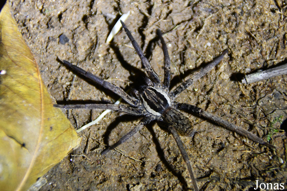 Macouria