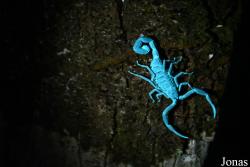 Macouria