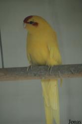 Cyanoramphus novaezelandiae