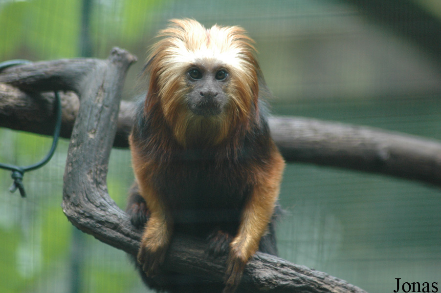Tier- und Freizeitpark Thüle