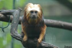 Leontopithecus chrysomelas