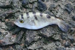 Colomesus psittacus