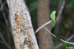 Forpus passerinus passerinus