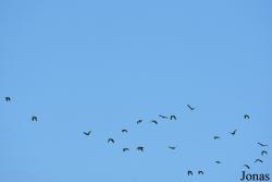 Amazona sp.