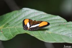 Adelpha cytherea
