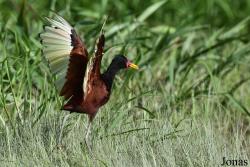 Jacana jacana jacana