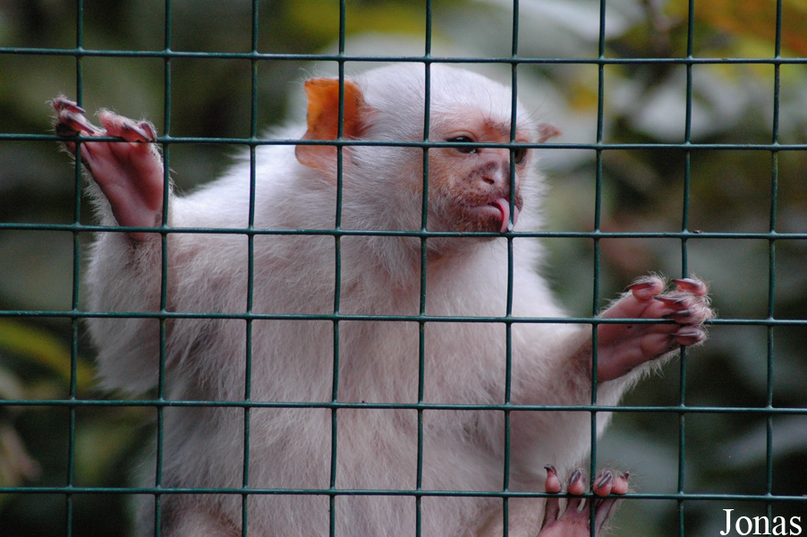 Tier- und Freizeitpark Thüle