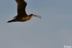 Numenius phaeopus hudsonicus
