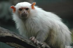 Mico argentatus