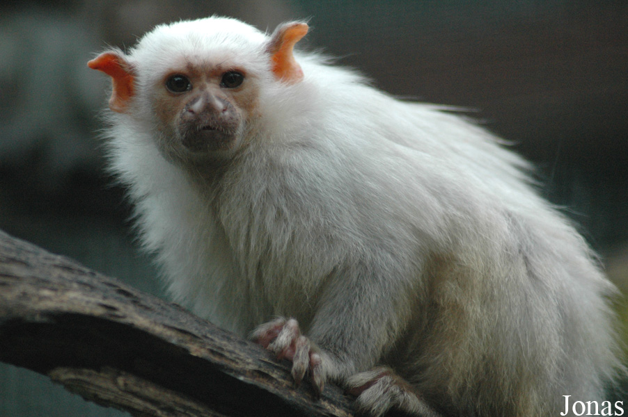 Tier- und Freizeitpark Thüle