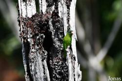 Brotogeris chrysoptera chrysoptera