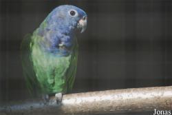 Pionus menstruus
