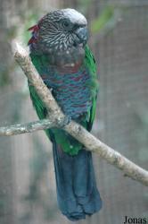 Deroptyus accipitrinus