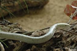 Anguidae