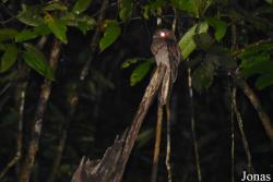 Nyctibiidae