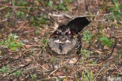 Caprimulgidae