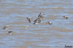 Calidris minutilla
