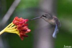 Phaethornis malaris malaris