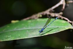 Argia oculata