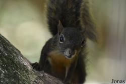 Sciurus aestuans aestuans