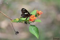 Heliconius doris