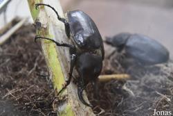 Megasoma actaeon