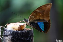 Le Planeur Bleu