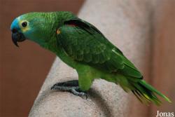 Amazona aestiva