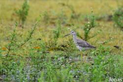 Tringa melanoleuca
