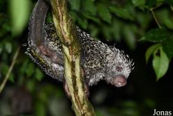Coendou prehensilis prehensilis