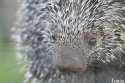 Coendou prehensilis