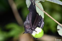 Artibeus obscurus