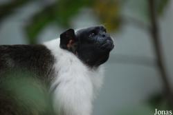 Parc Zoologique et Botanique de Mulhouse