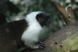 Parc Zoologique et Botanique de Mulhouse