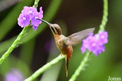 Phaethornis superciliosus superciliosus