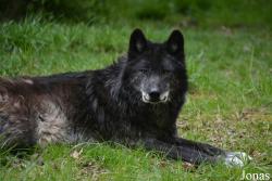 Canis lupus occidentalis